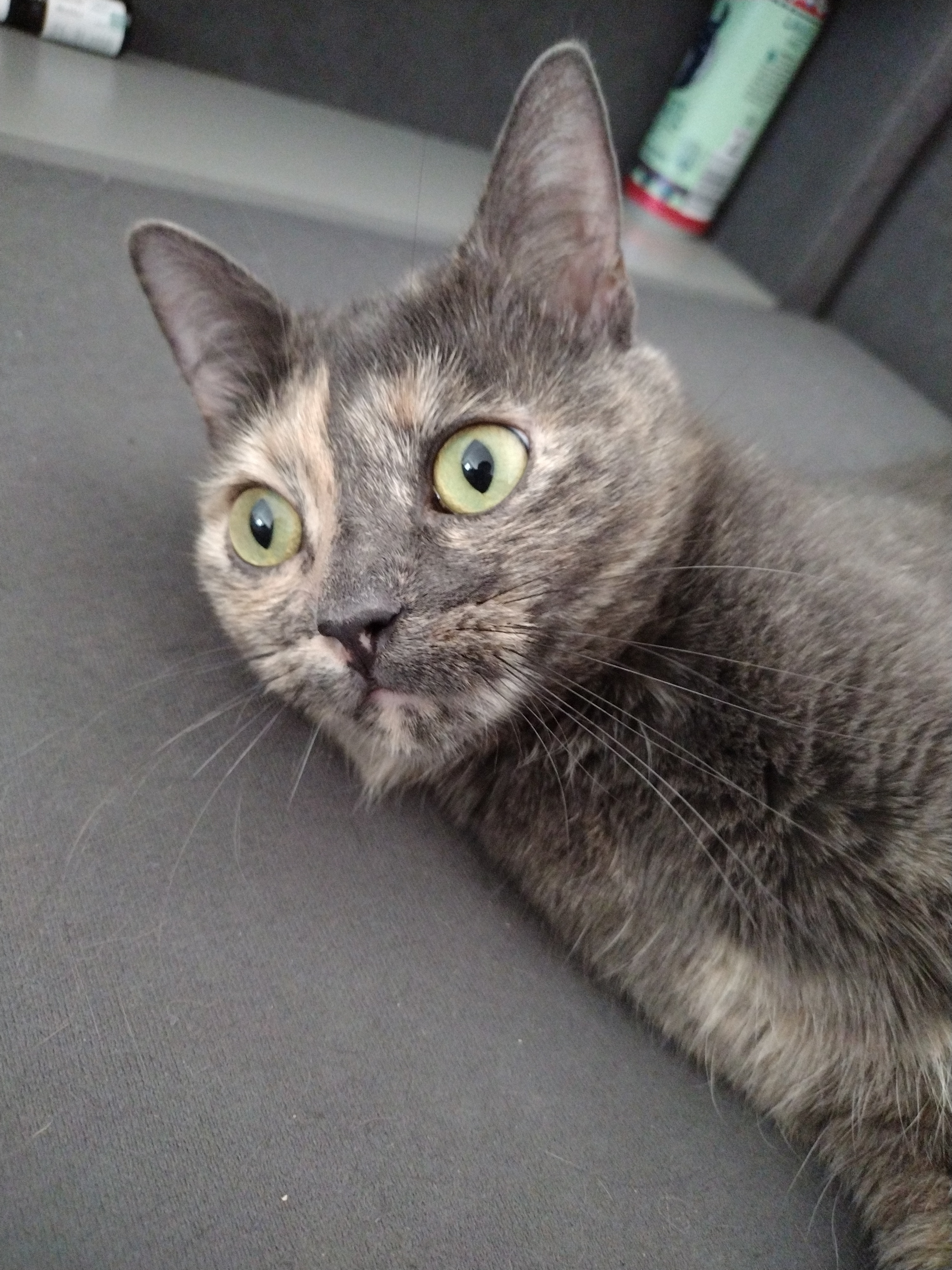 My Cat after I try to explain to her why I would set the whole World on fire if something bad happens to her.