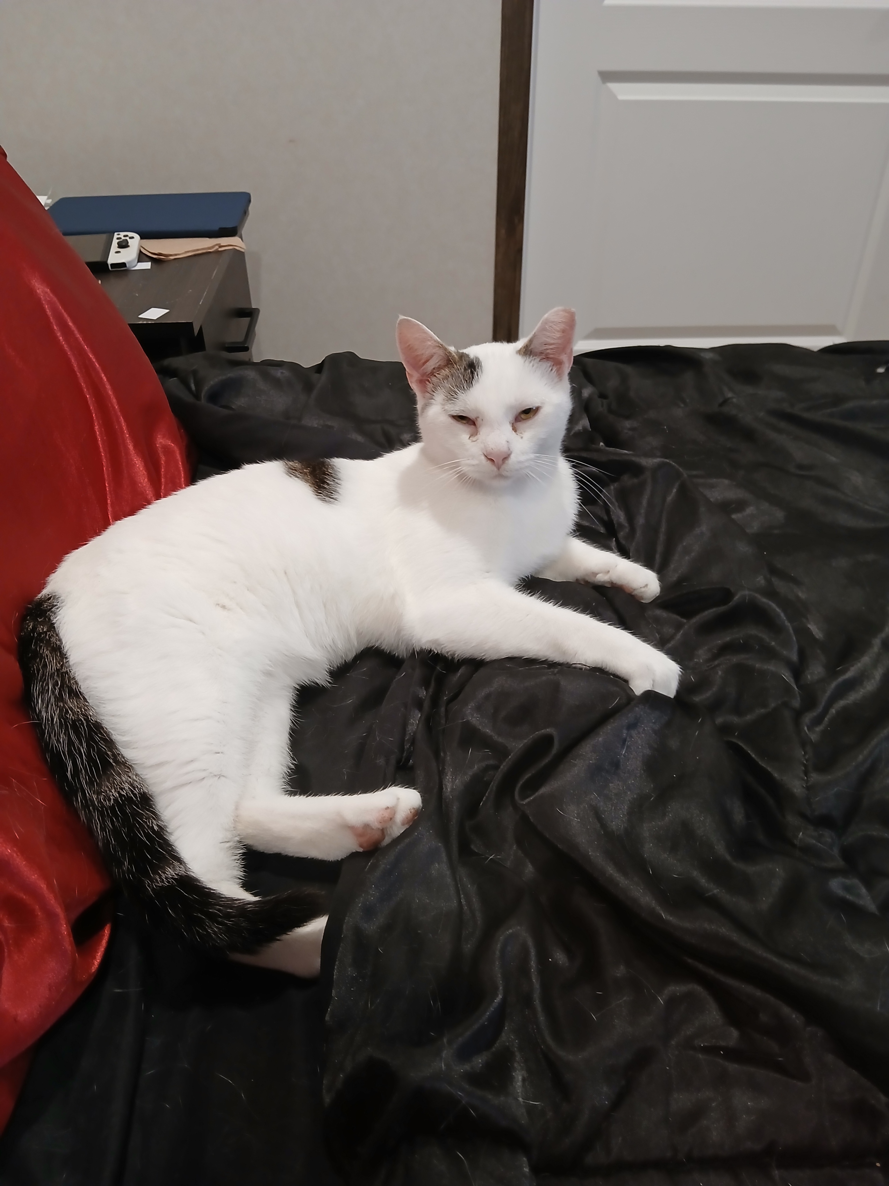 She's clearly been fixed hence the crop on her ear so we don't have to worry about accidents kittens. She's very skittish but we're trying to give her a peaceful home to live in.