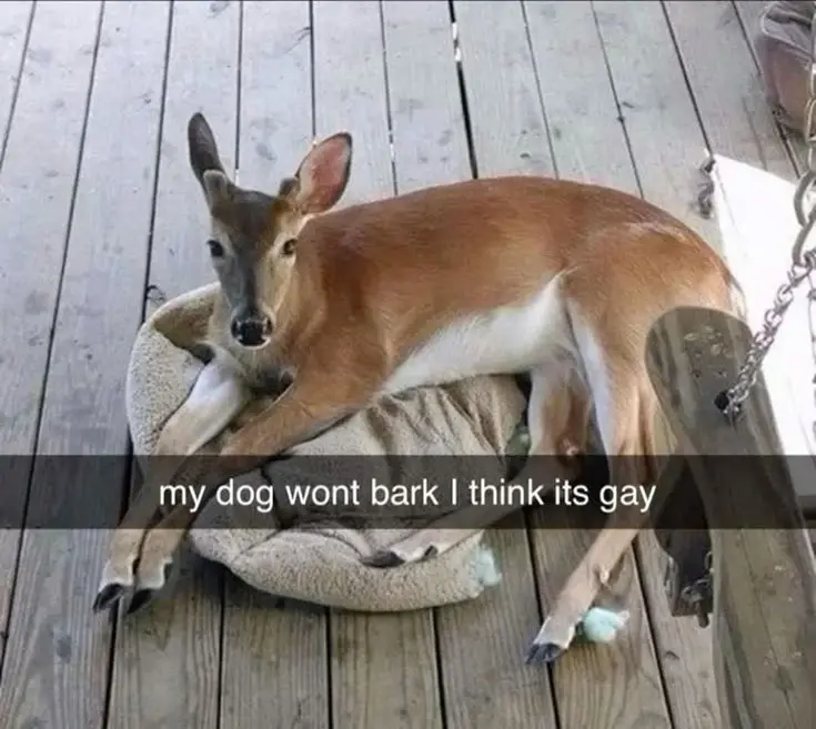 Photo of a deer captioned: "my dog wont bark I think its gay"
