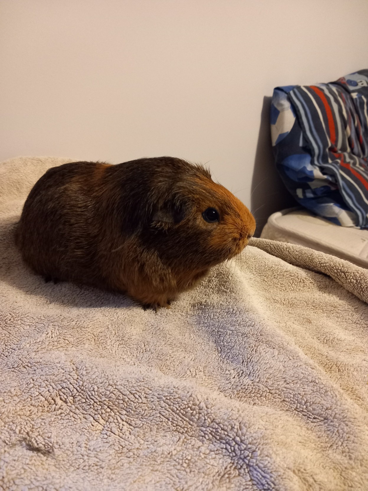 A guinea pig