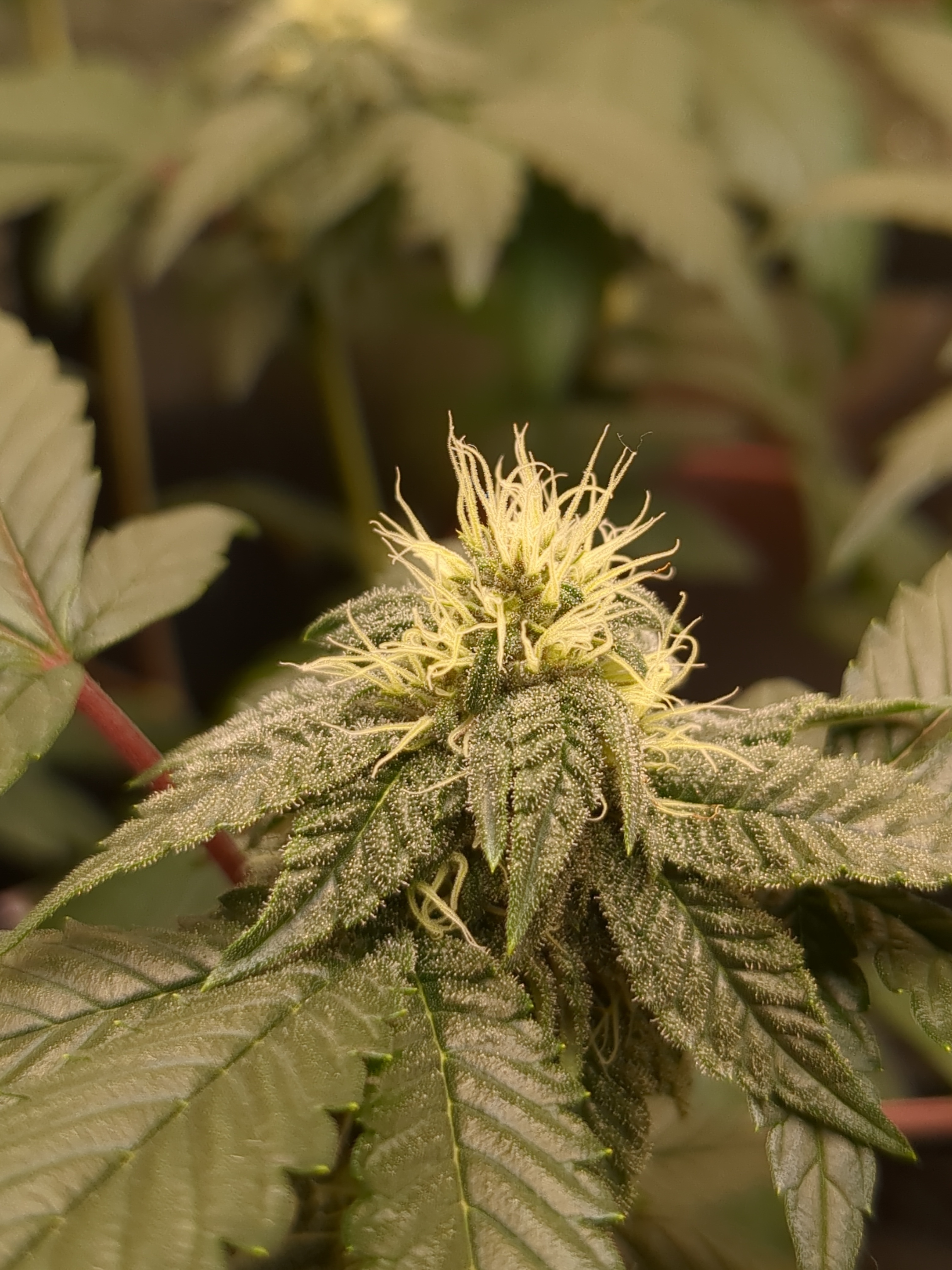 Cannabis plant