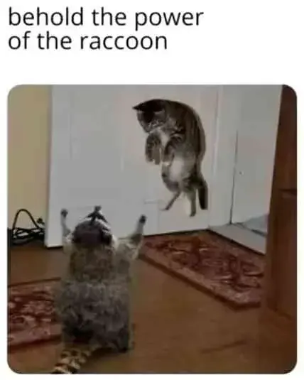 "behold the power of the raccoon" Picture that looks like a raccoon is levitating a cat