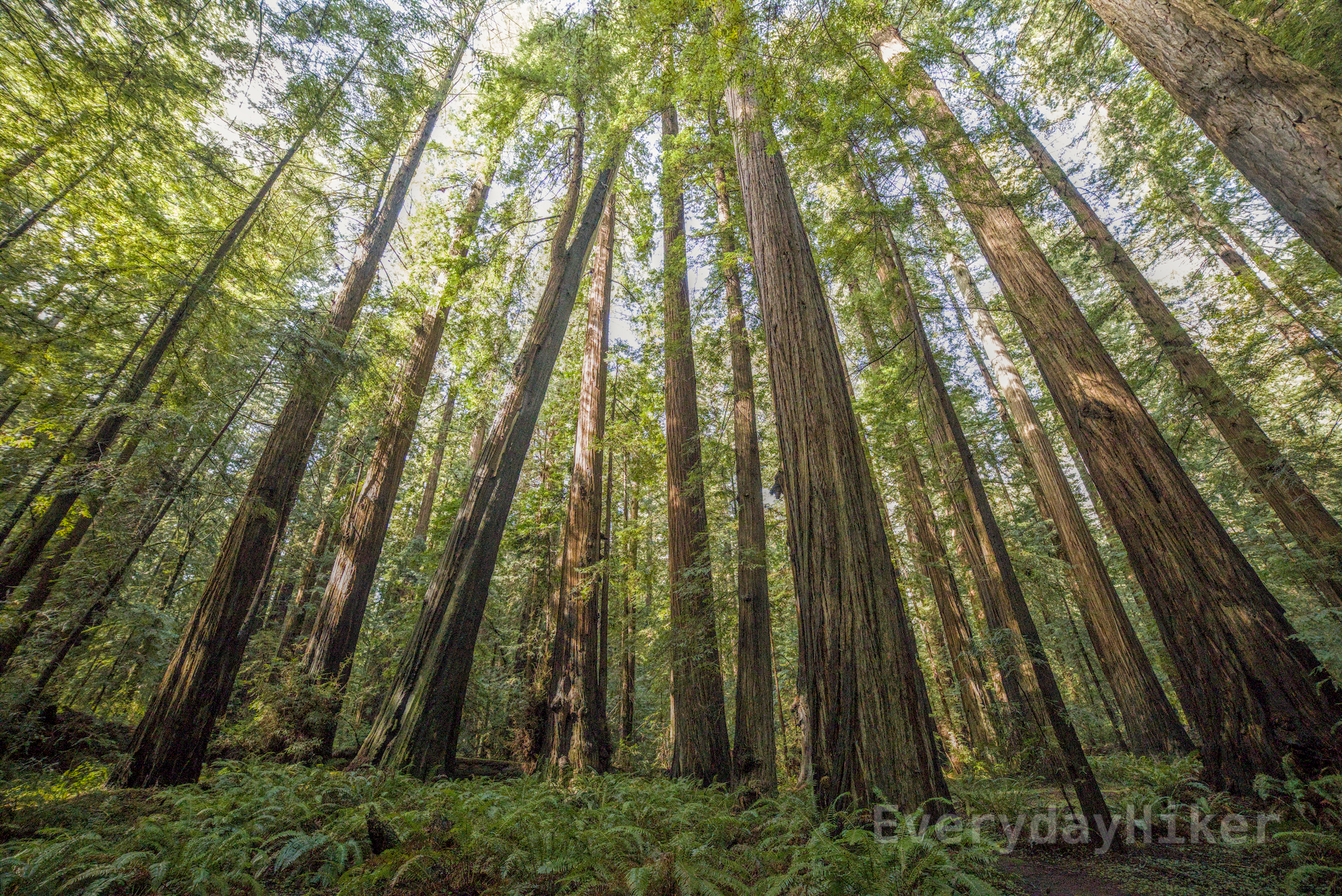 A wild grove of Redwoods surrounded by lush foliage in the undergrowth.