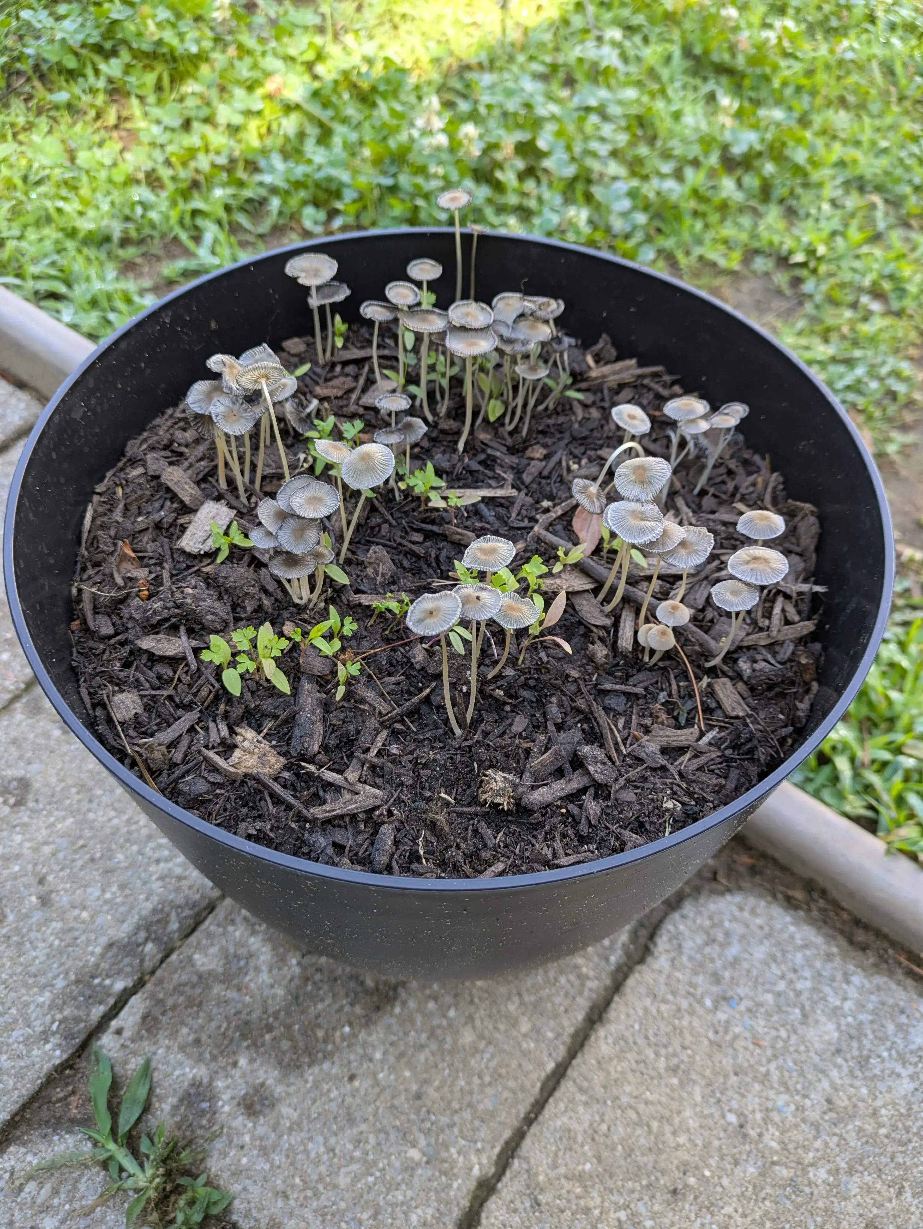 8" black plastic planter, sitting oudoors, the planter has many small parsley seedlings growing, many, many, small mushrooms, grey in color, are residing among the sparse parsley.